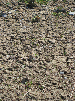 pansy unmulched